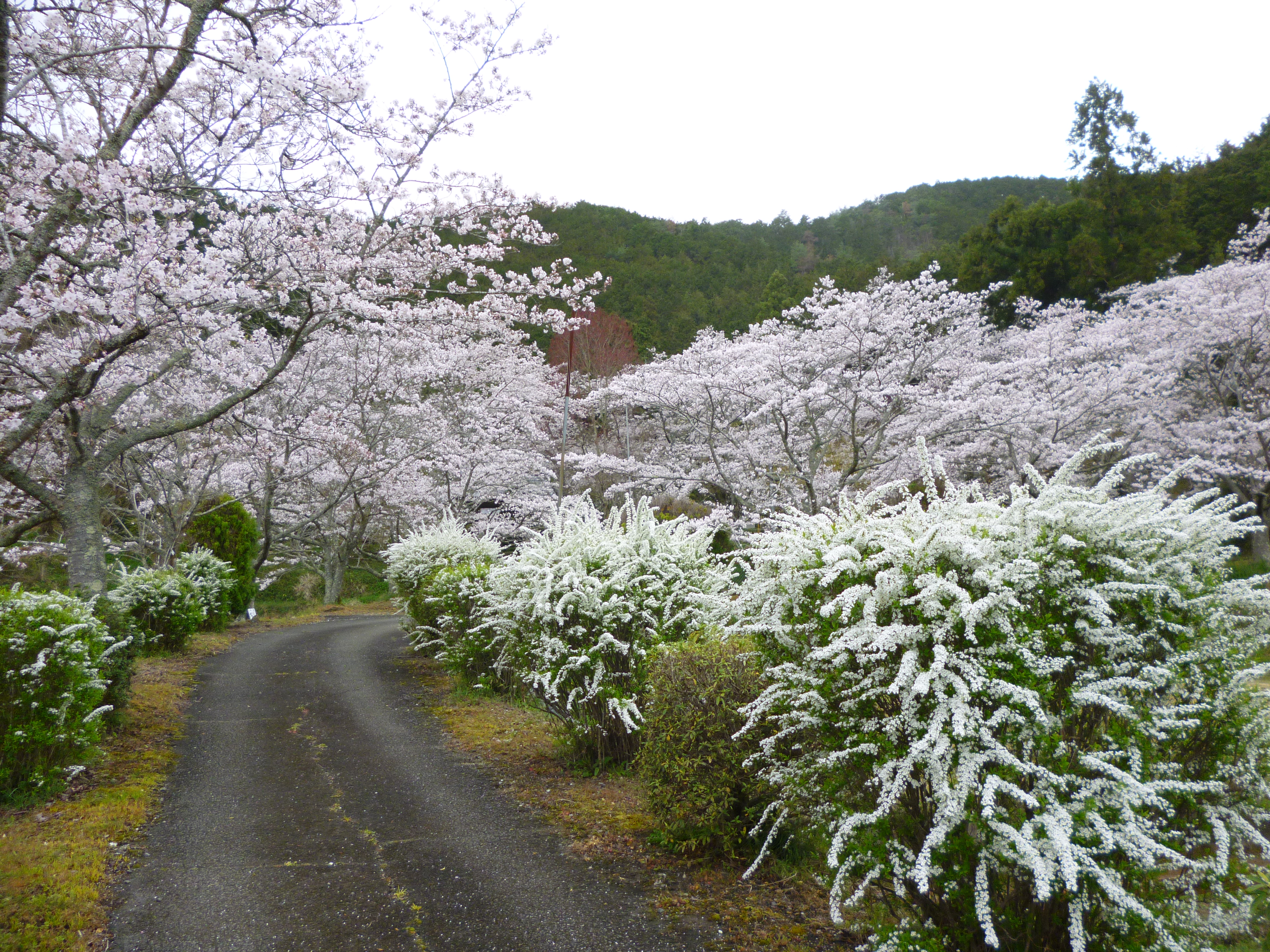 桜１