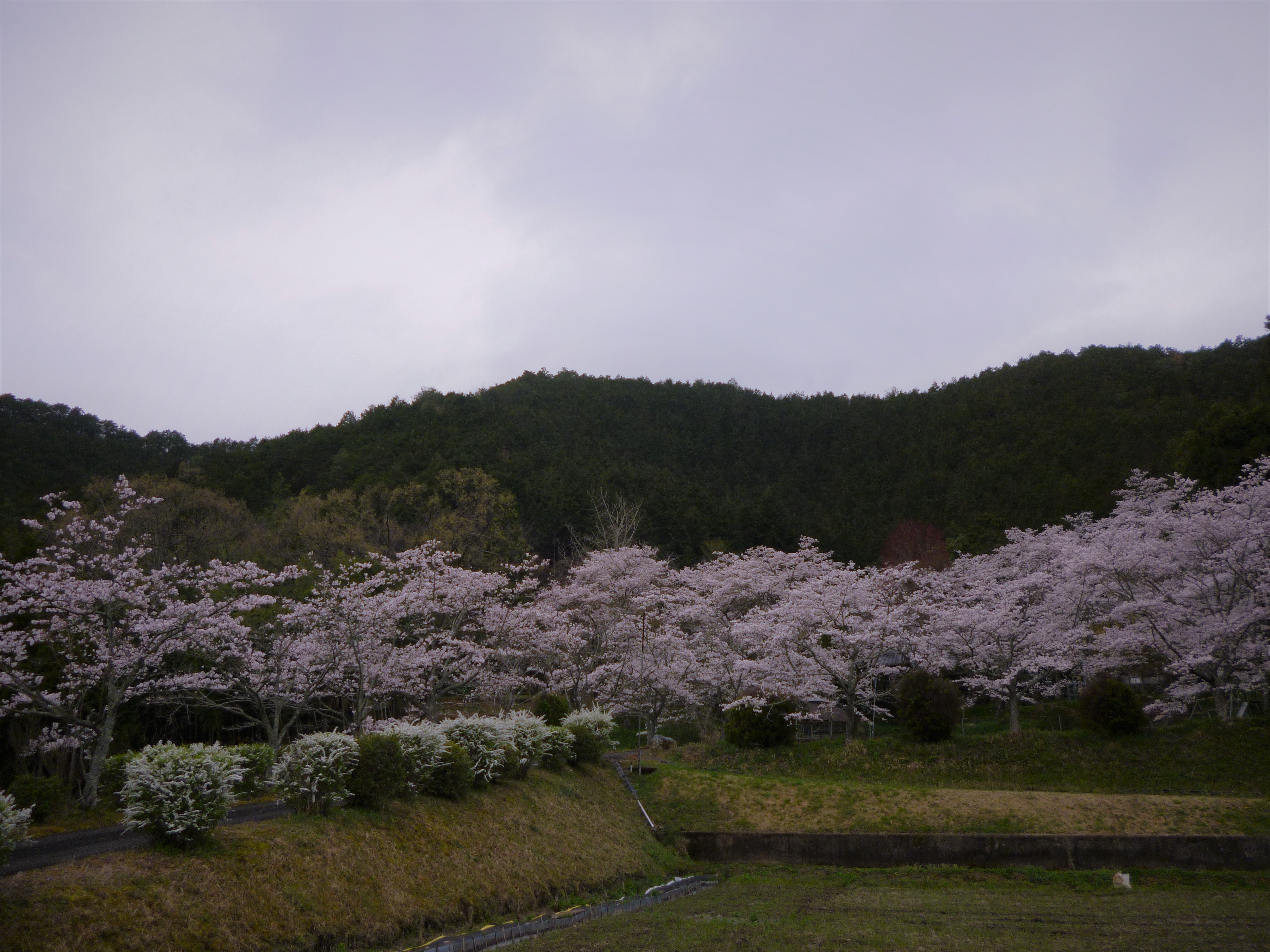 桜２