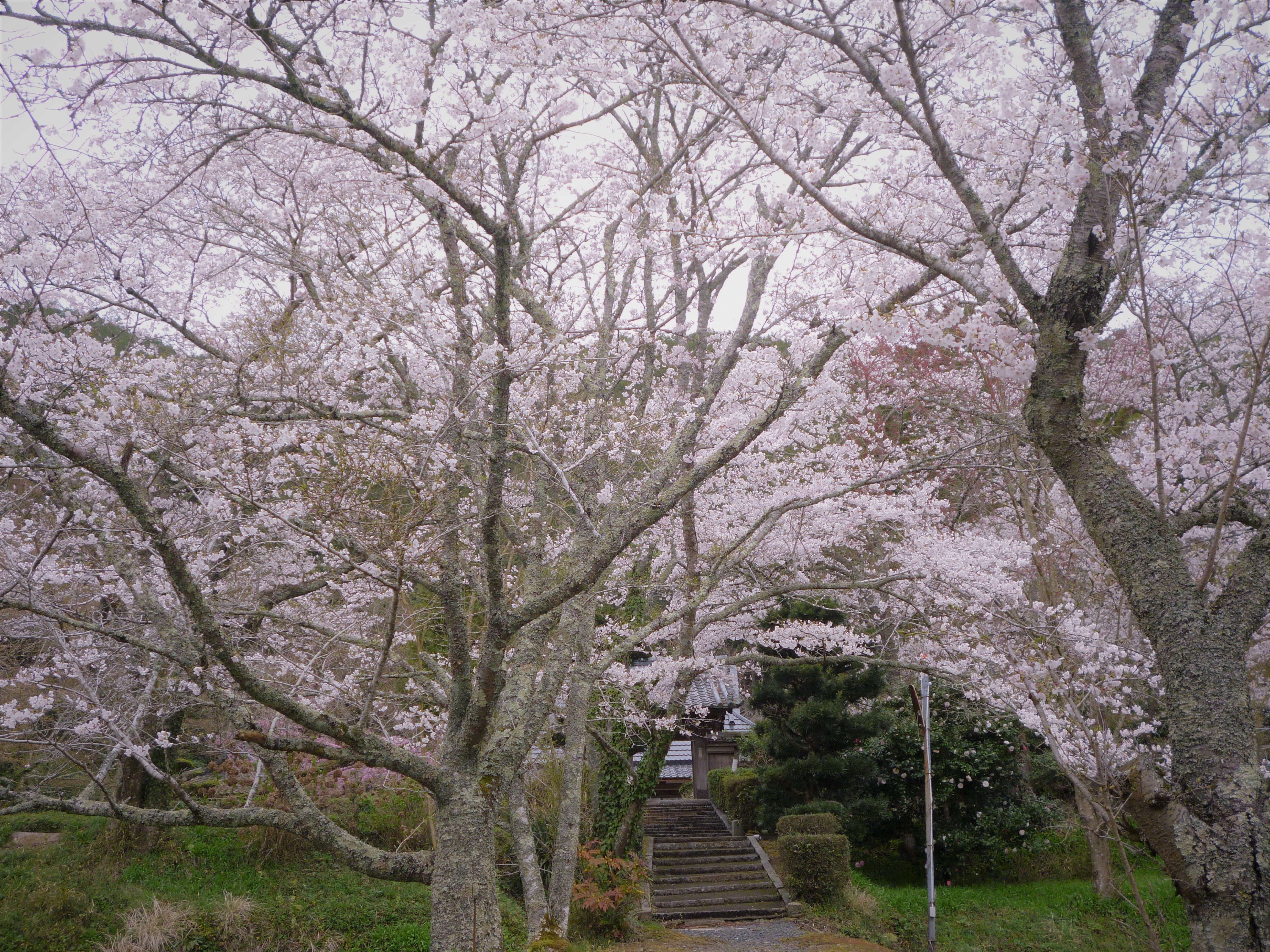 池上院