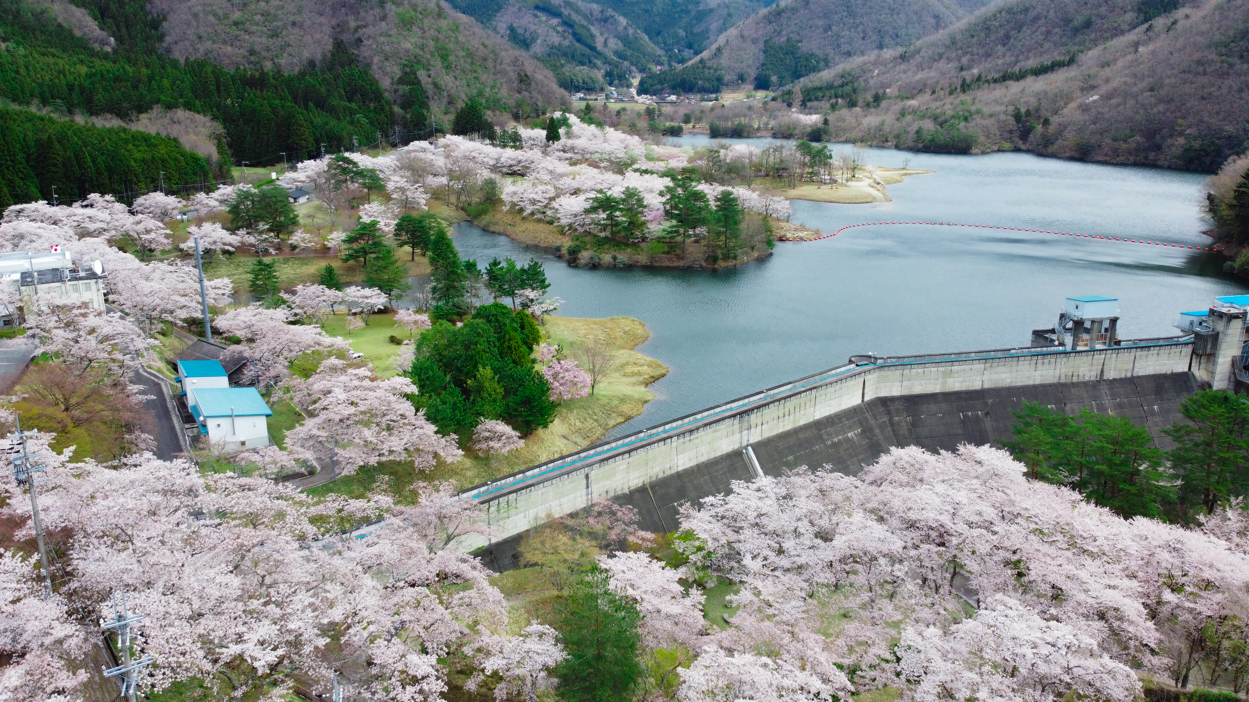 大野