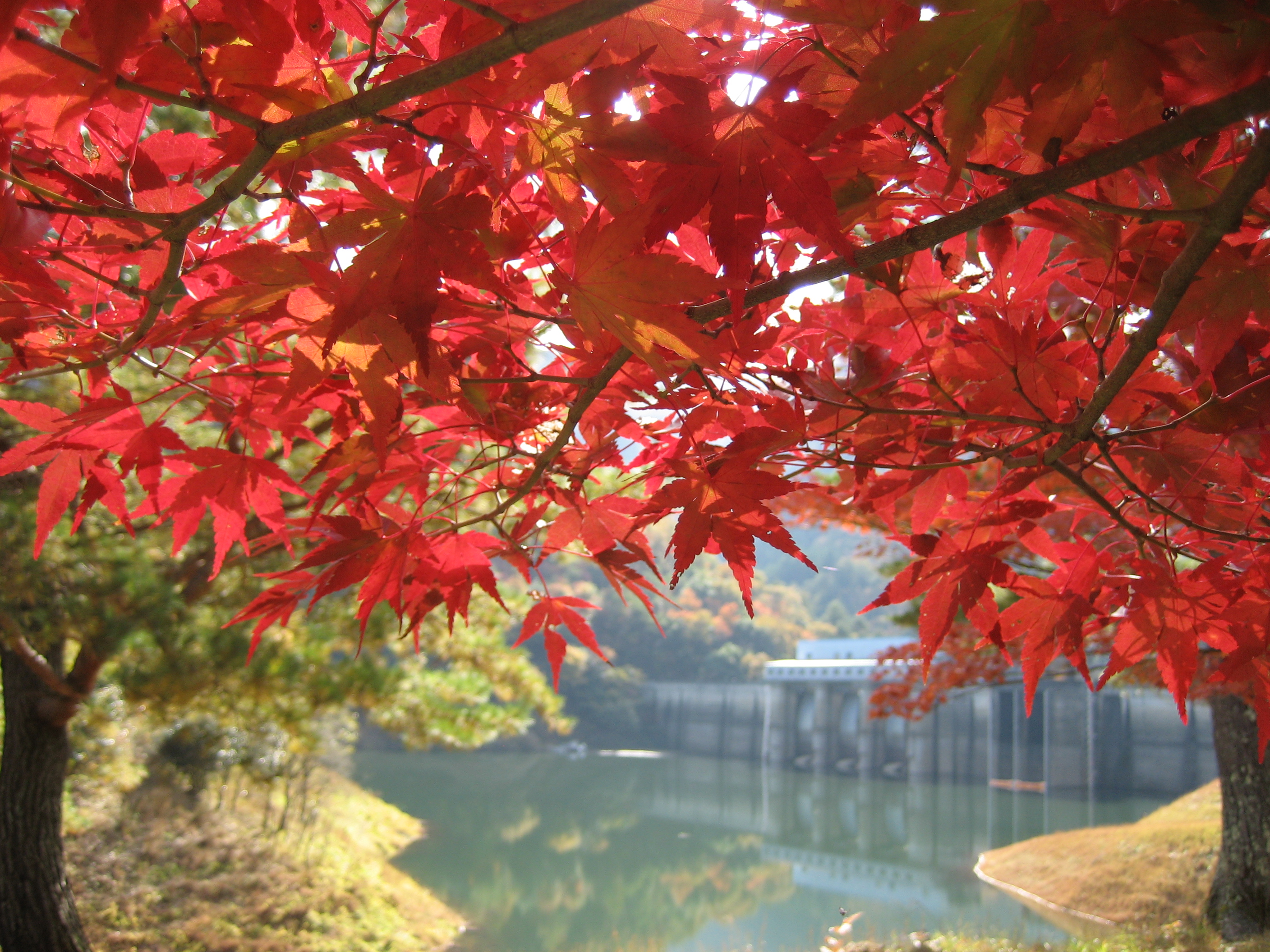 大野ダム公園