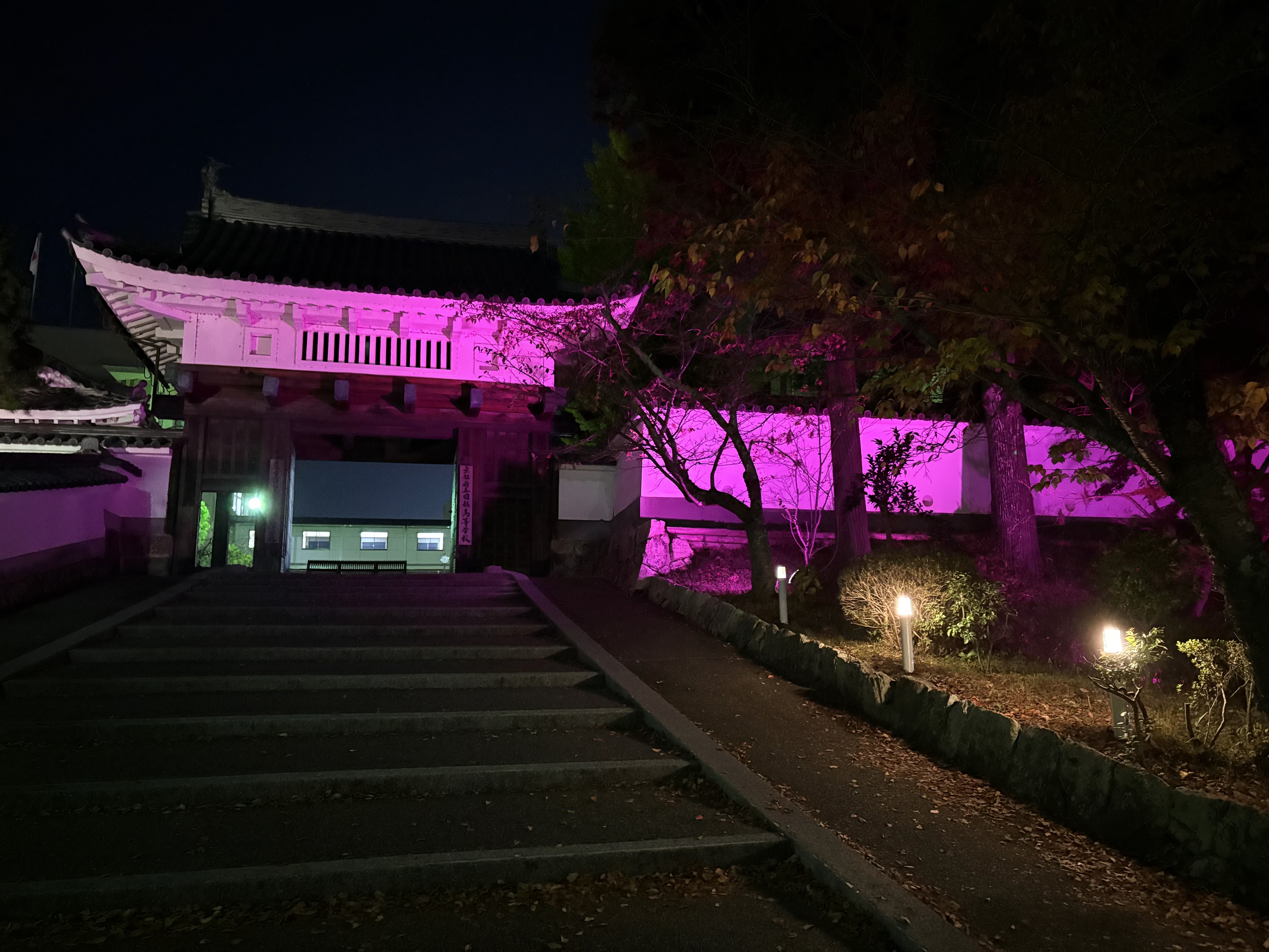 パープルライトアップ