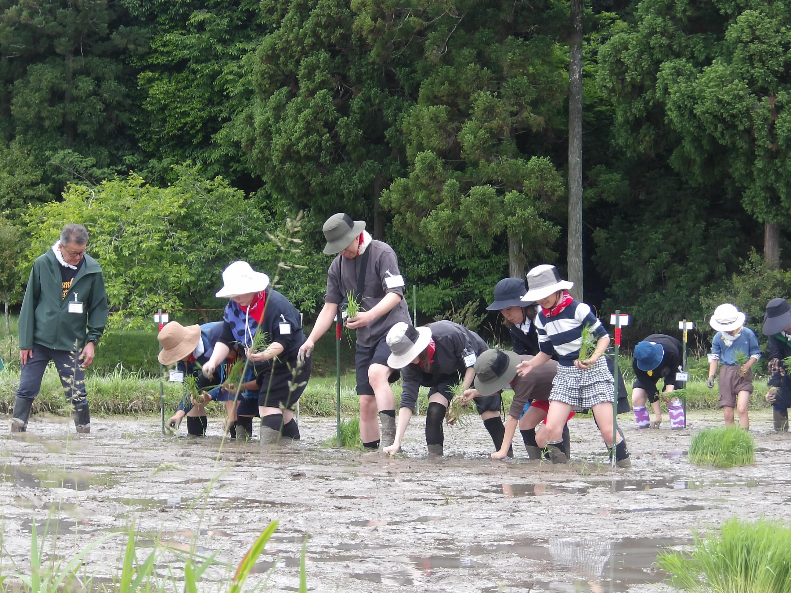 田んぼの学校　田植えをする参加者