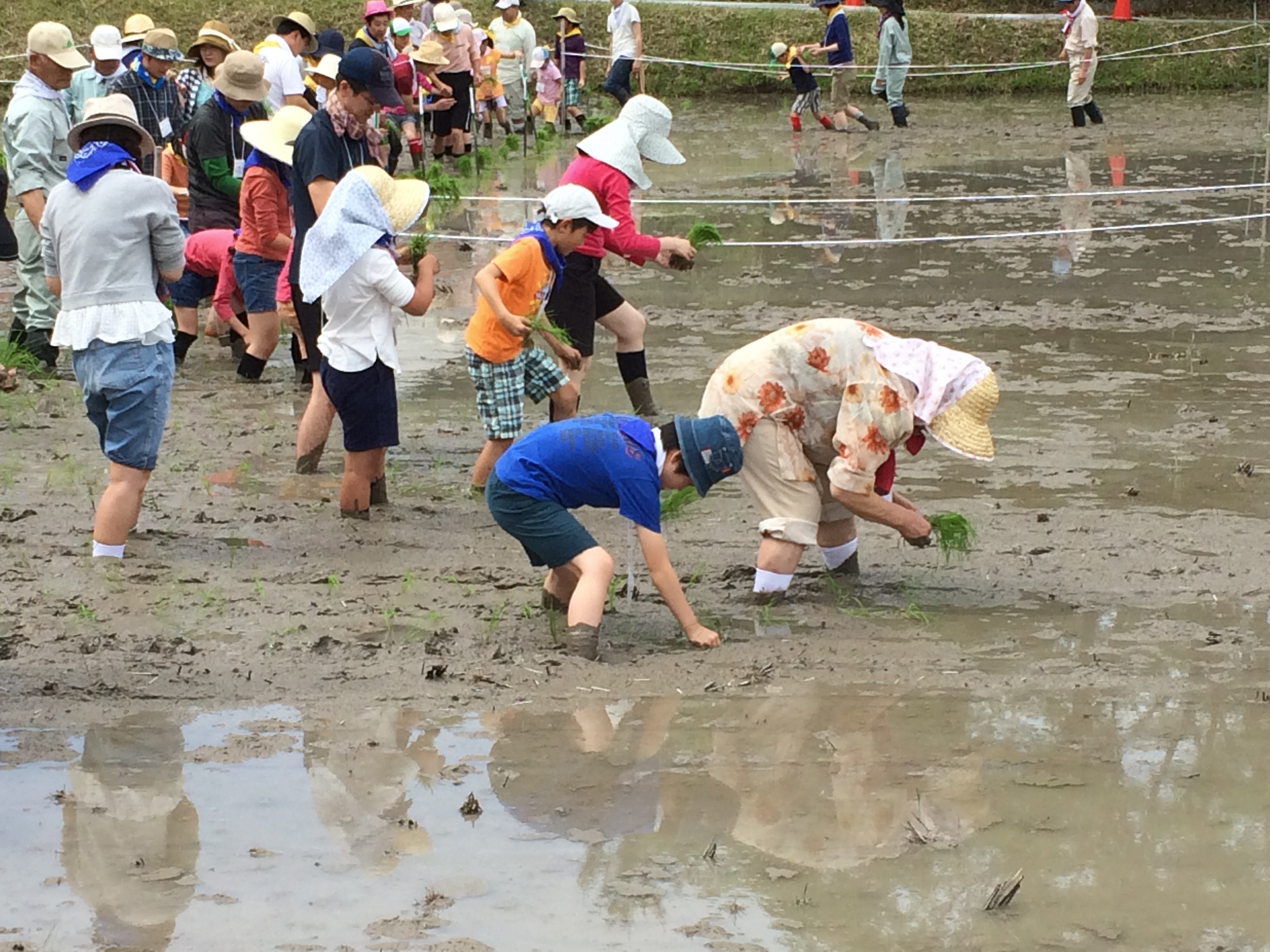 田んぼの学校　田植えをする参加者