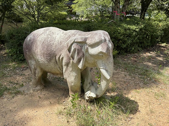 ⑪ゾウ