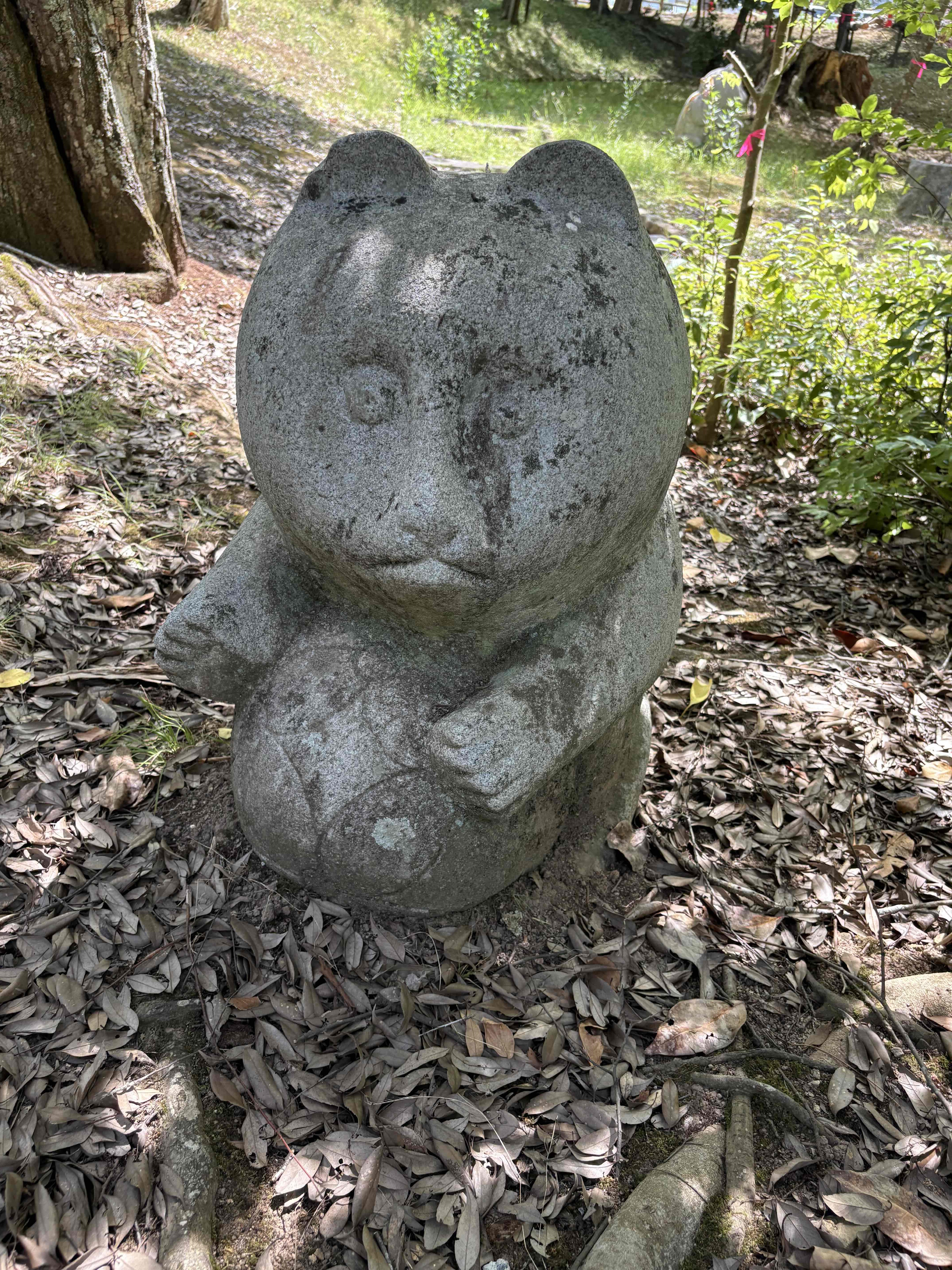 ⑬タヌキ